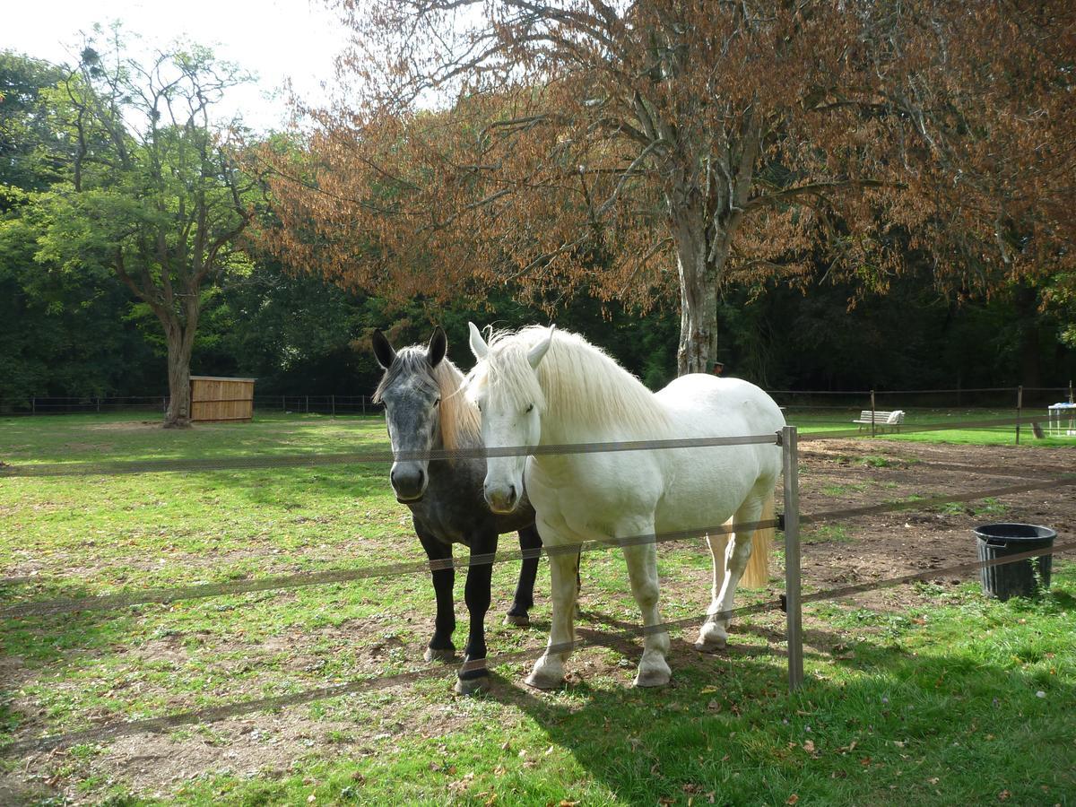 Chateau De Paradis (Adults Only) Bed and Breakfast La Croix-en-Touraine Exterior foto